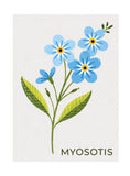 Timbres Fleurs -  myosotis