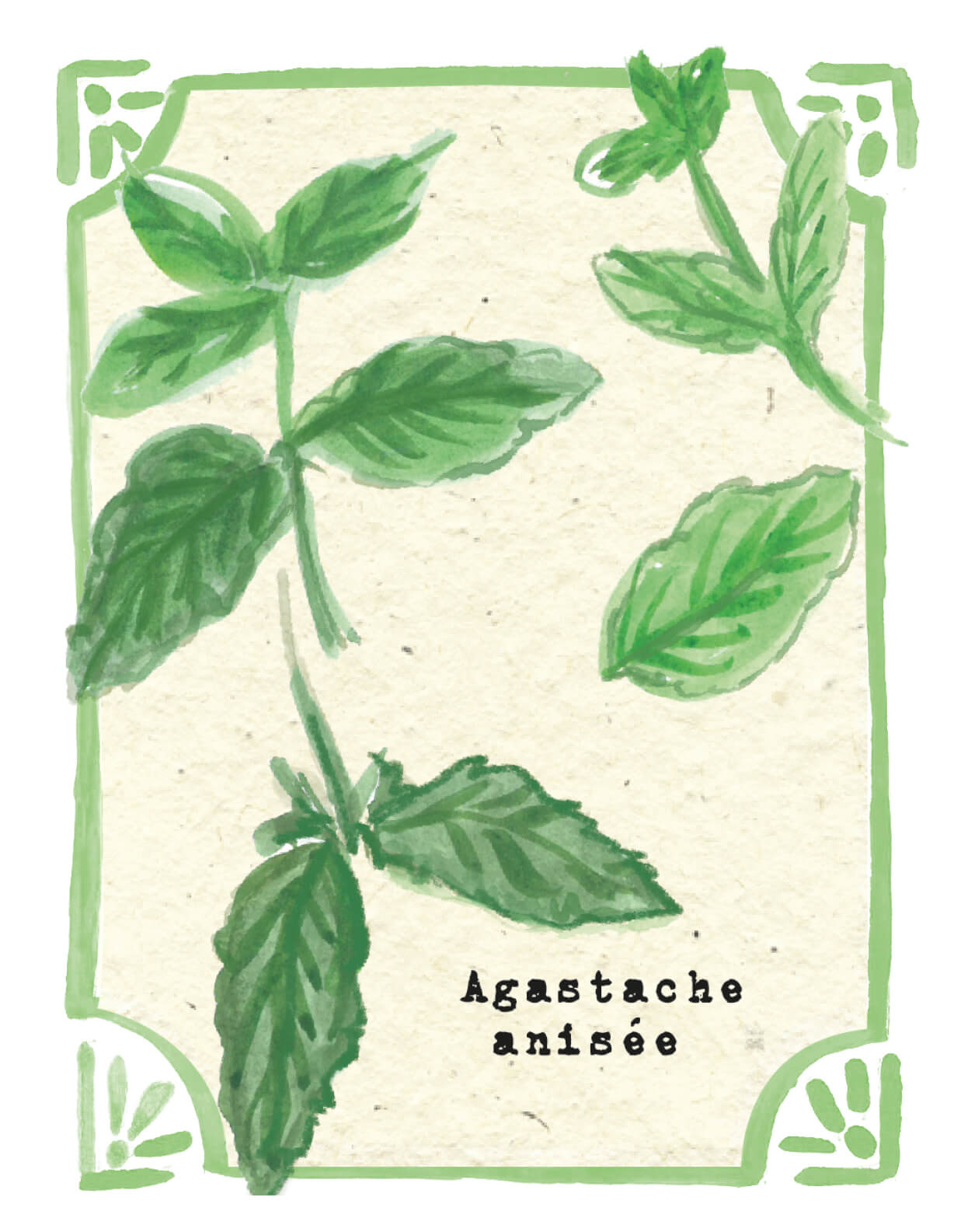 Graines en Liberté - Agastache Anisée