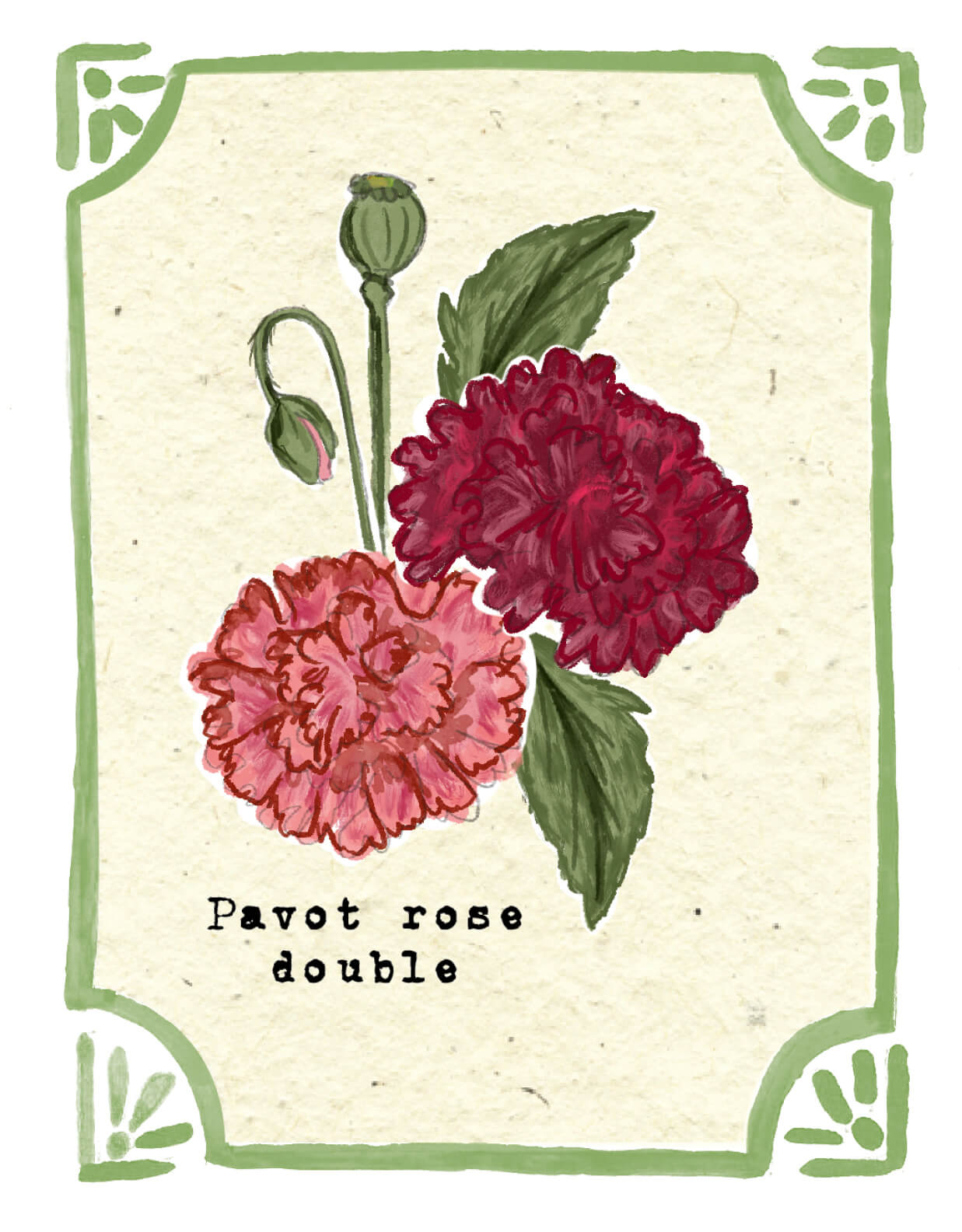 Graines en Liberté - Pavot rose double