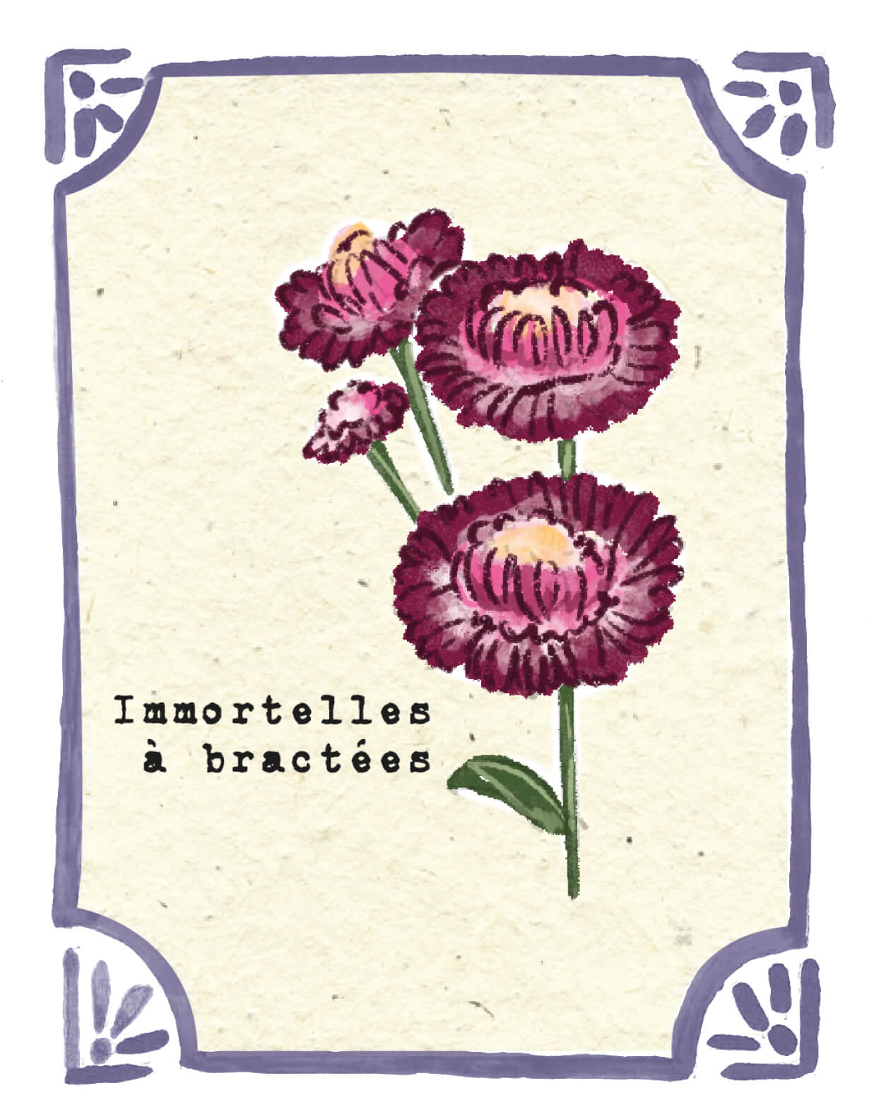 Graines en Liberté - Immortelles à bractées
