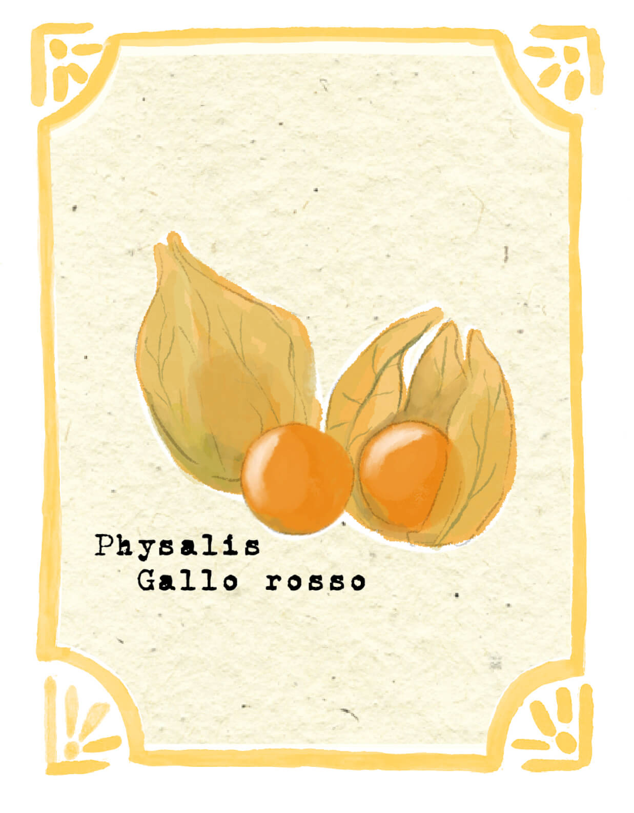 Graines en Liberté - Physalis gallo rosso