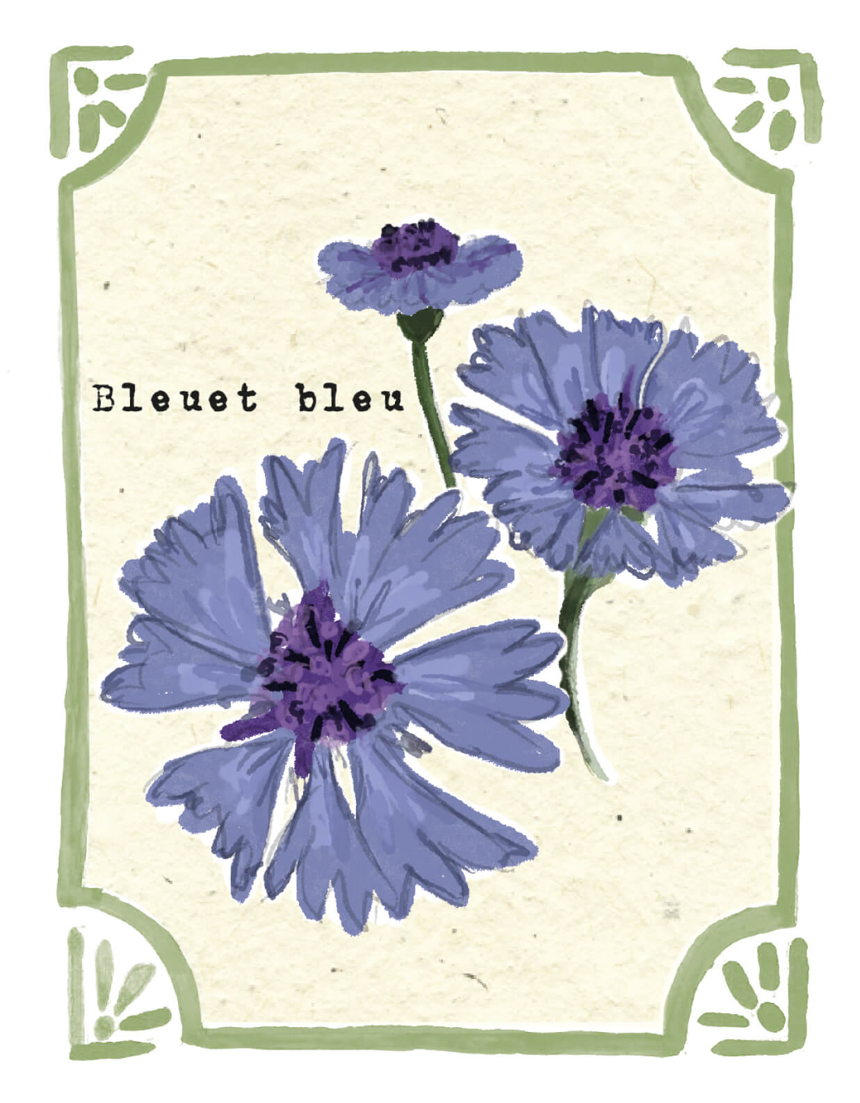 Graines en Liberté - Bleuet bleu