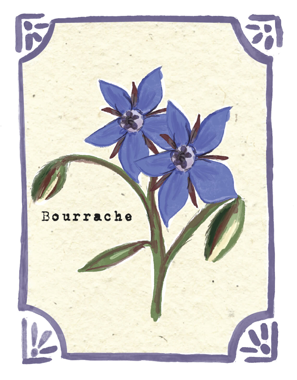 Graines en Liberté - Bourrache