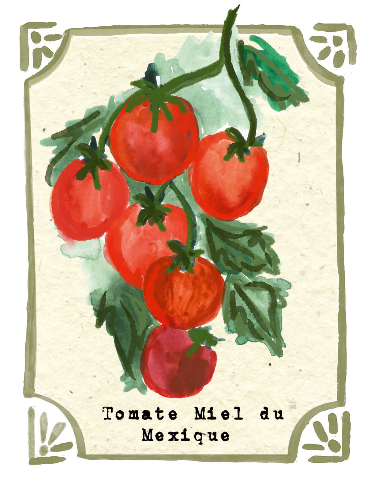 Graines en Liberté - Tomate Miel du Mexique