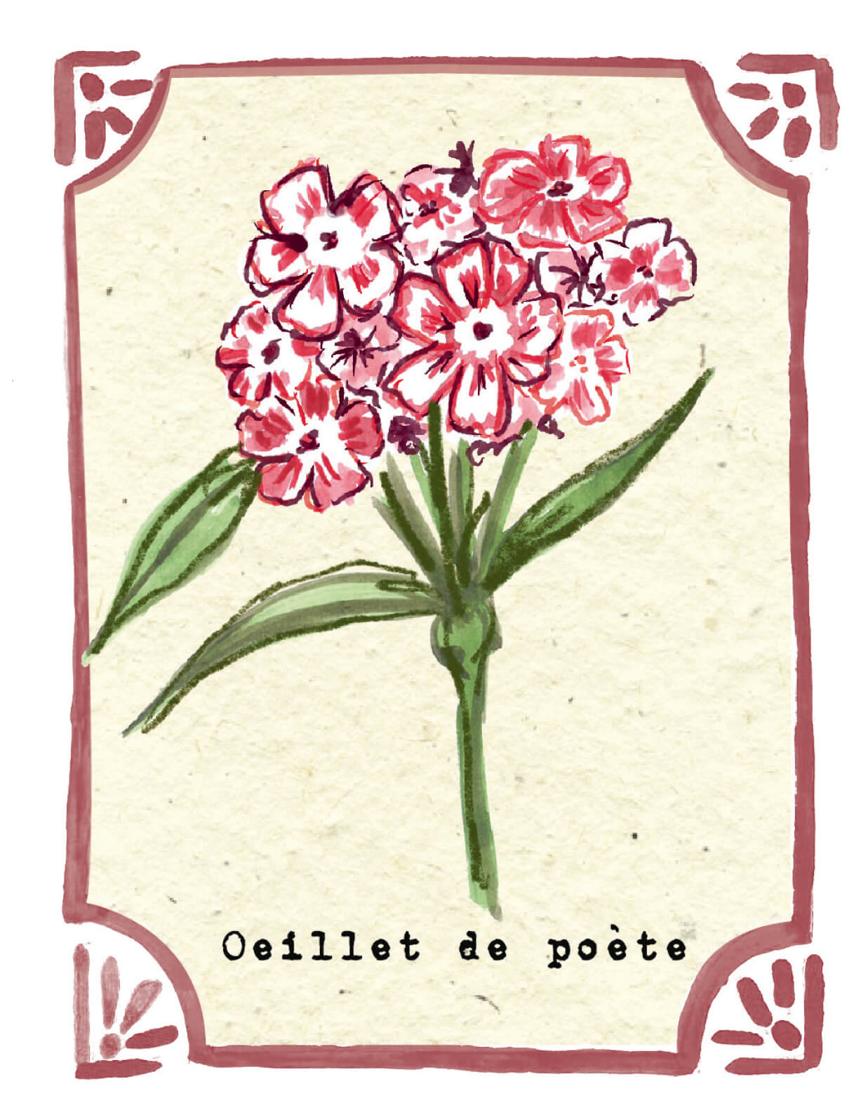 Graines en Liberté - Œillet de poète