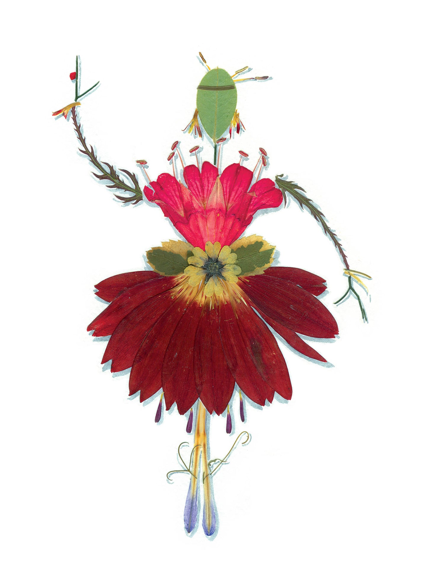 Dame Nature - Gerbera sur pointes