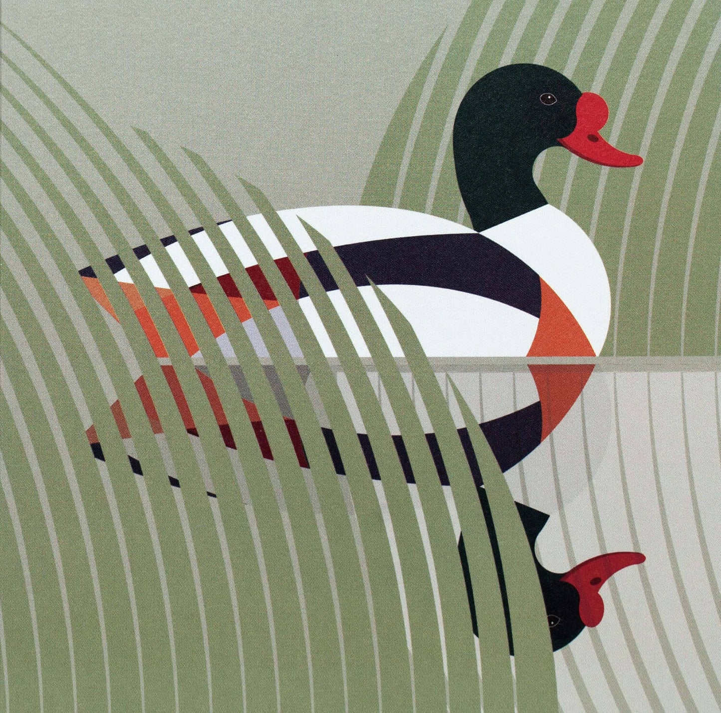 I like birds - Oiseau tadorne