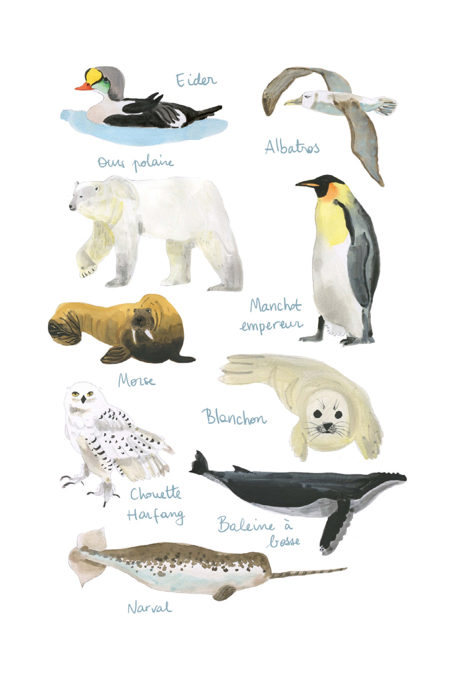 Histoire Naturelle - Animaux de la banquise