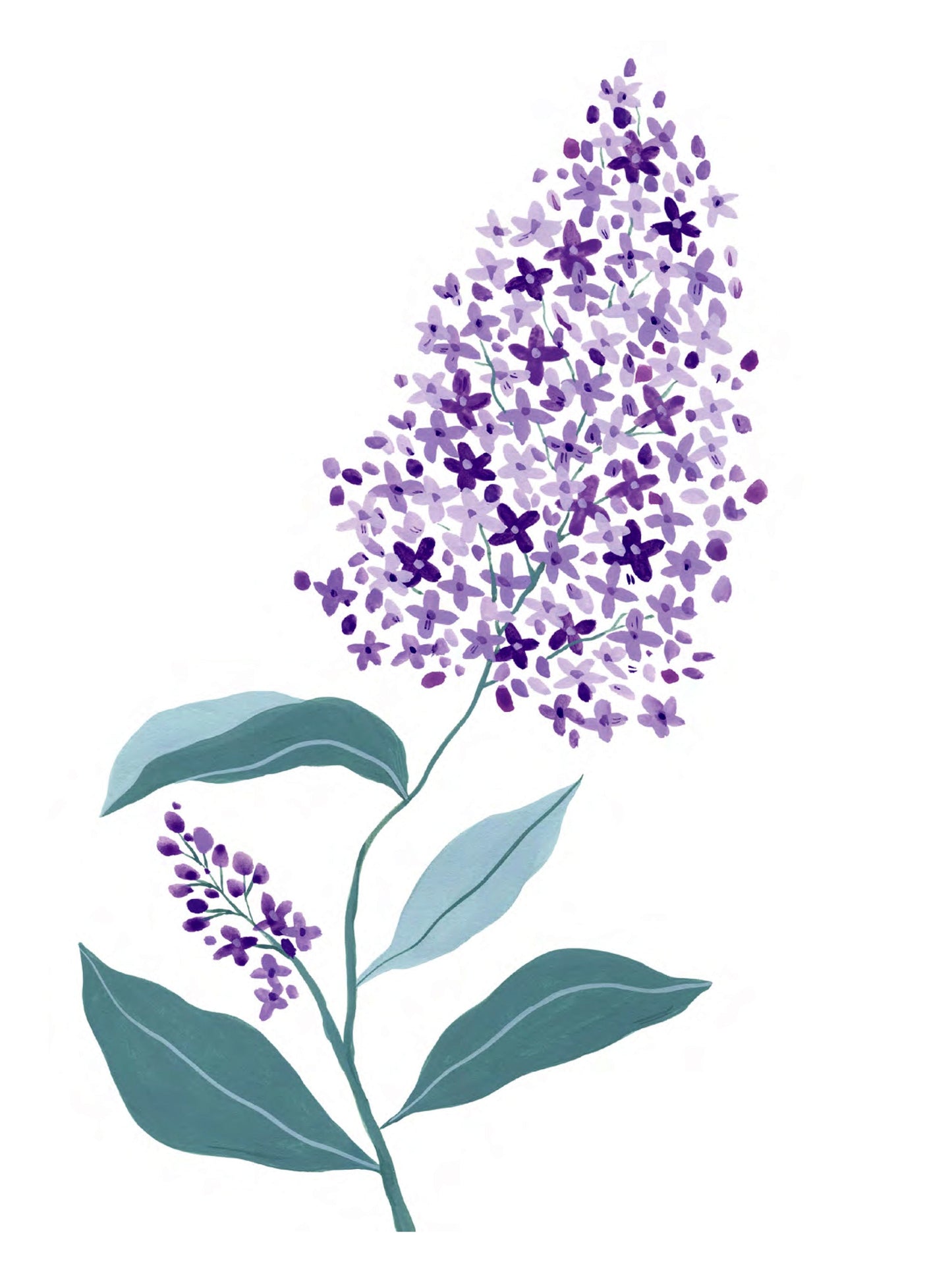 Flore - Lila
