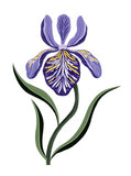 Flore - Iris