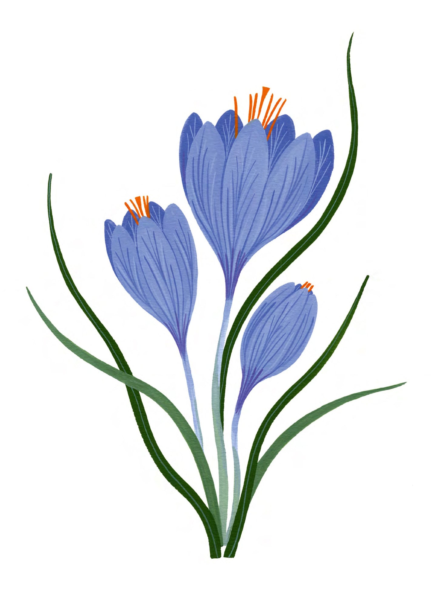 Flora - Crocus