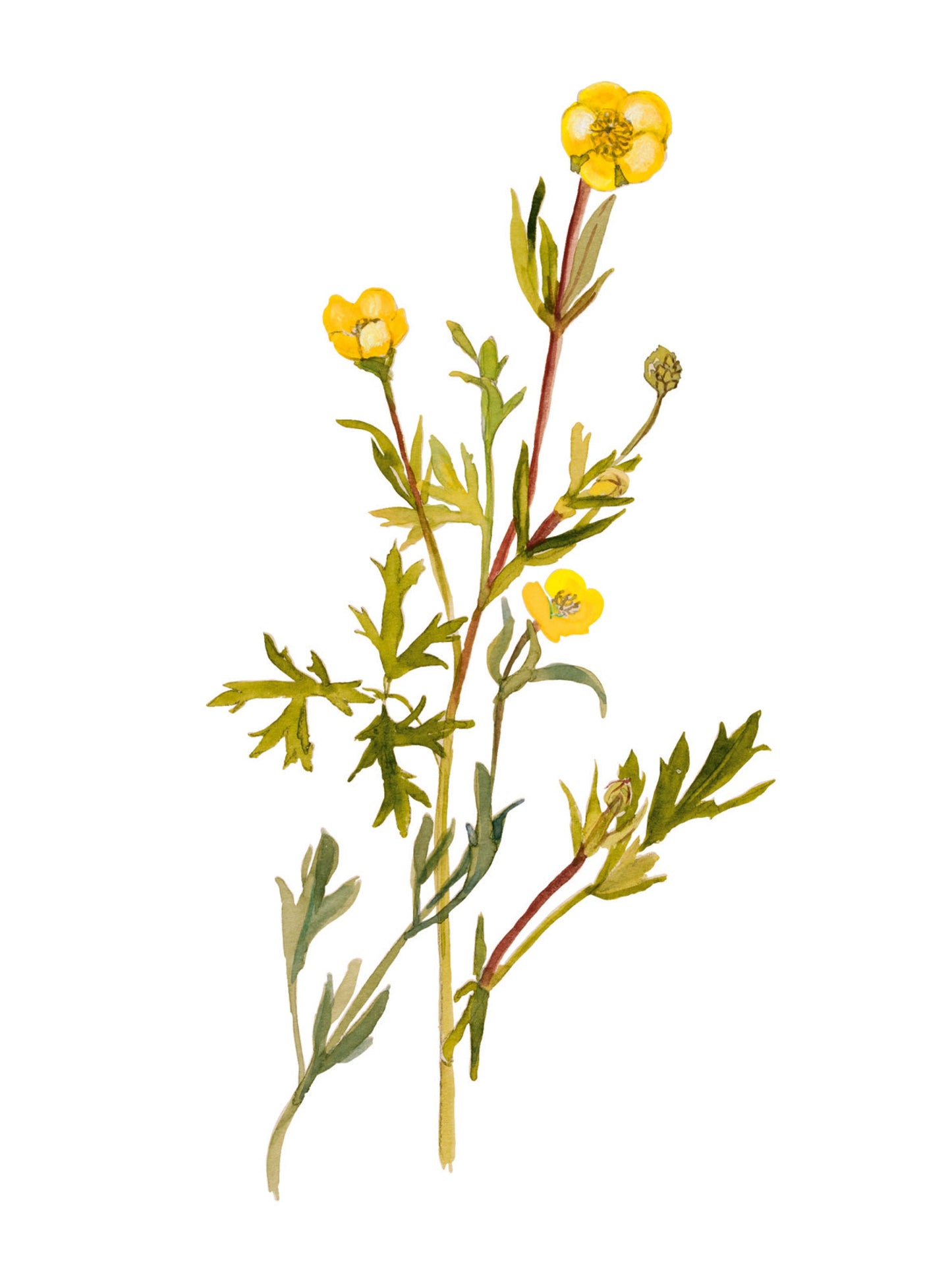 Plant Life - Buttercup