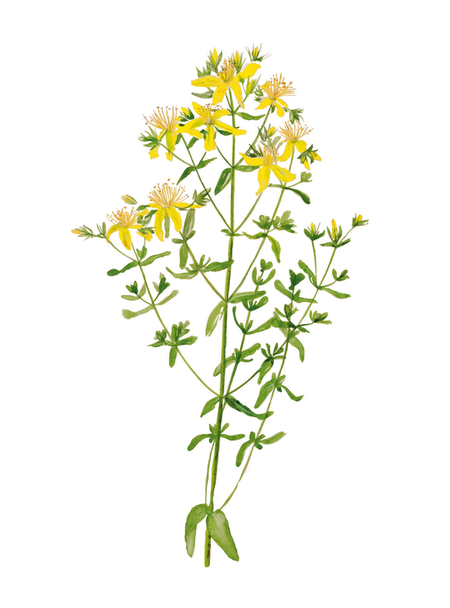 Plant Life - Hypericum/St. John's Wort