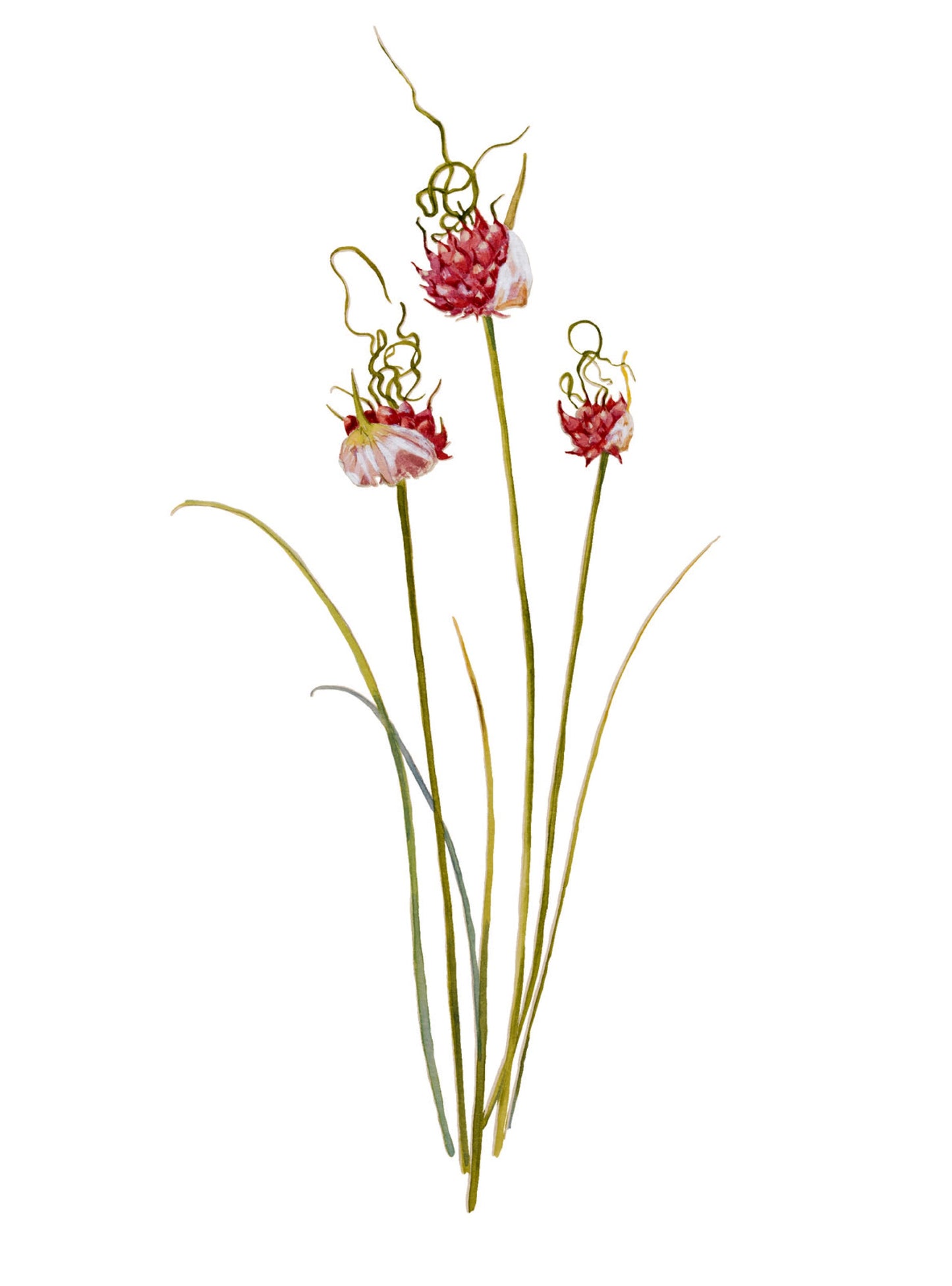 Plant Life - Vine garlic