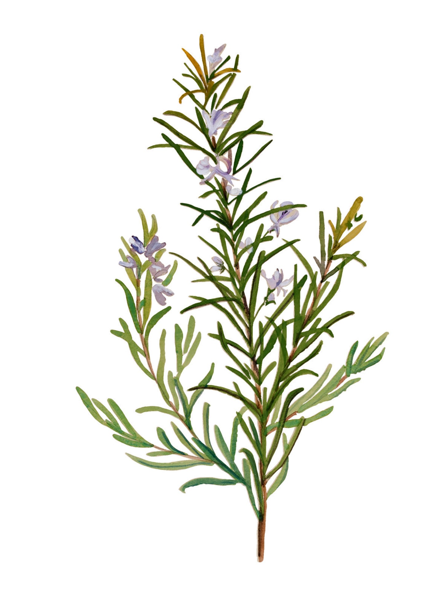 Plant Life - Rosemary