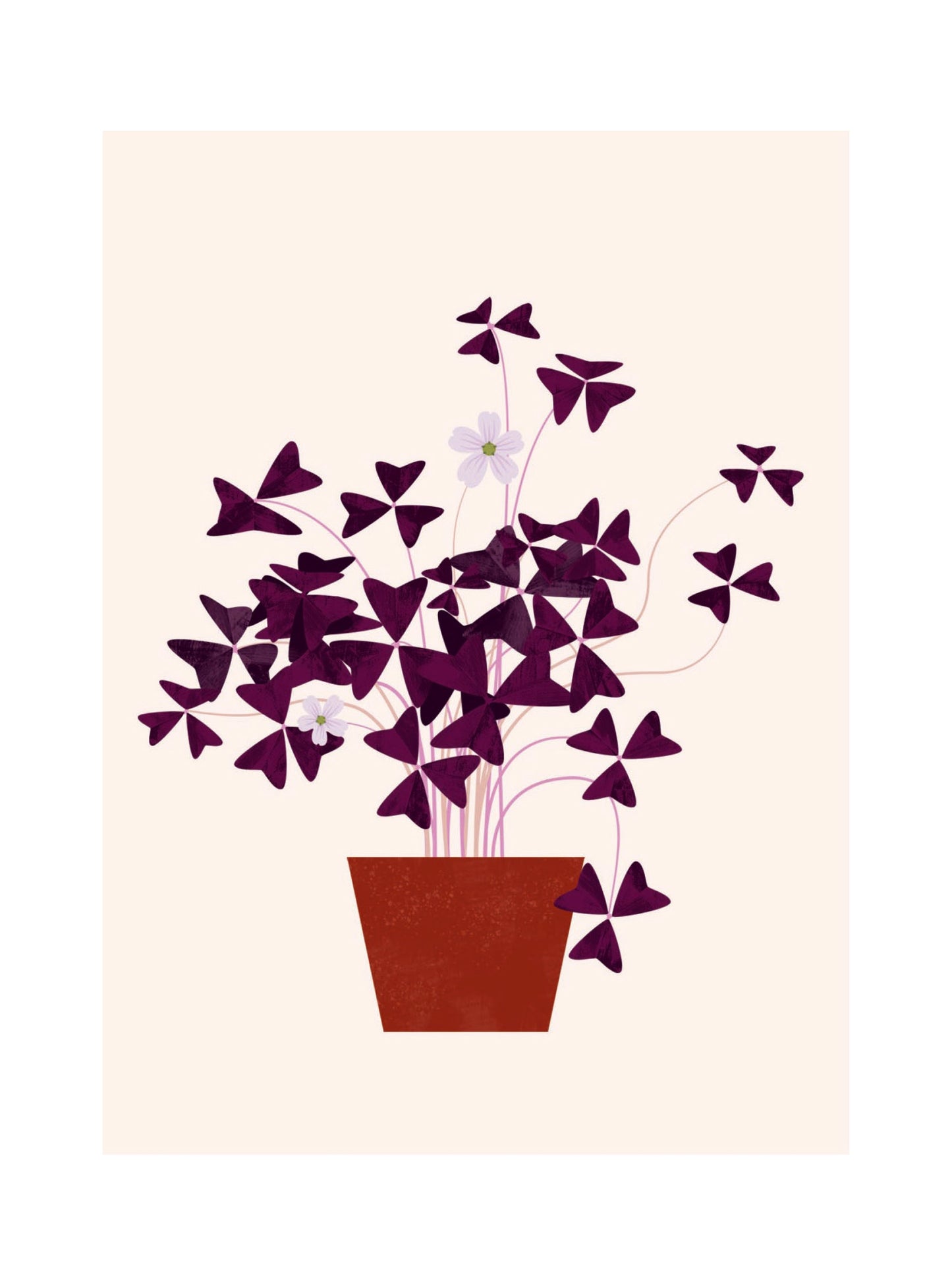 Beautiful Plants - Oxalis