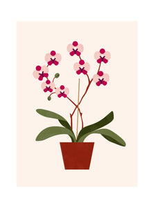 Les Belles Plantes - Orchidée