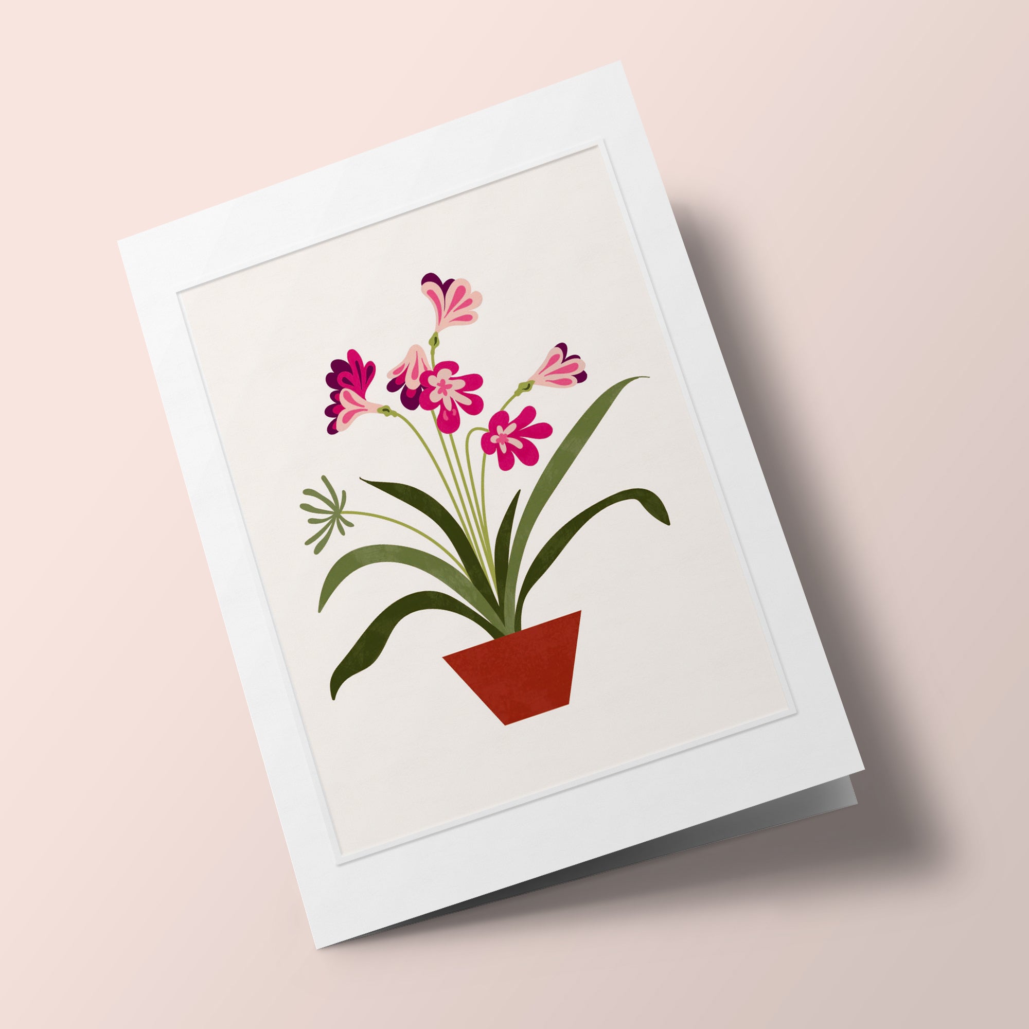 Les Belles Plantes - Clivia Miniata