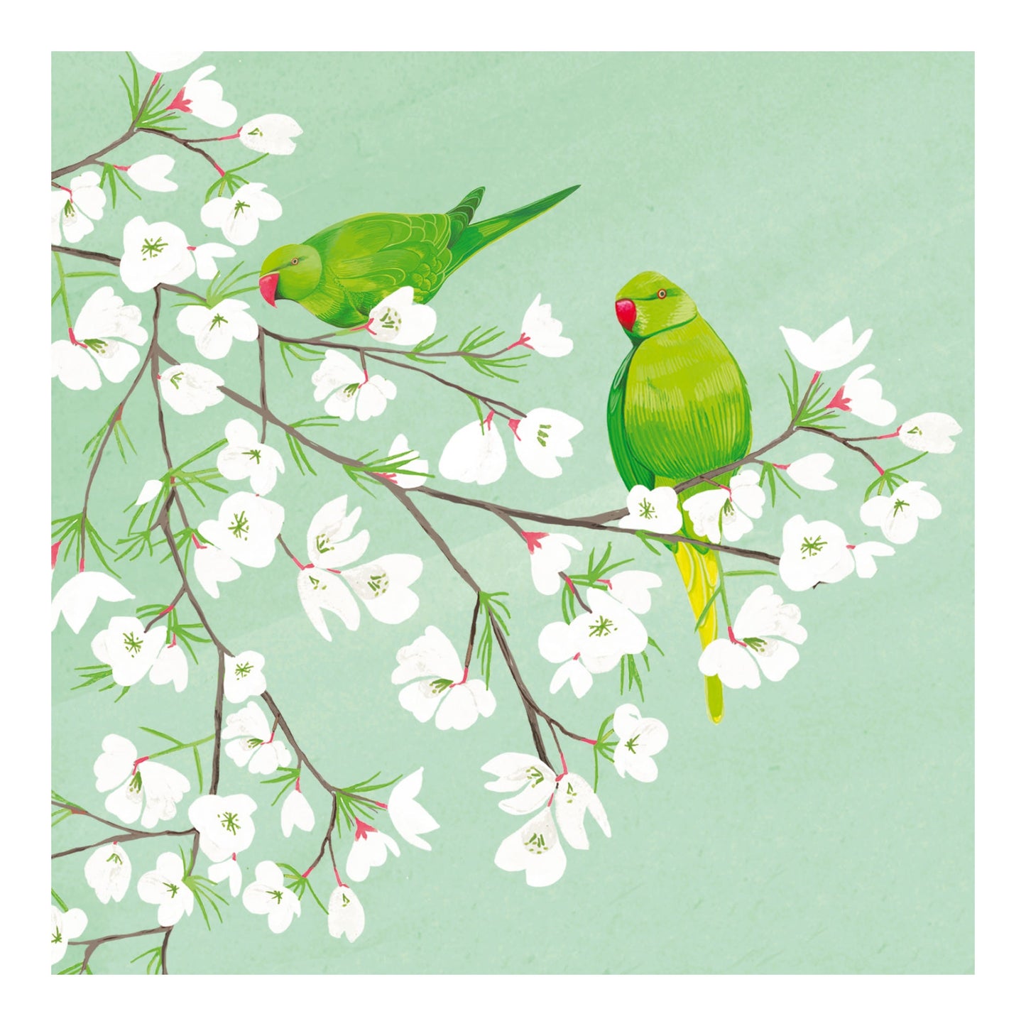 Richmond Park - Green Parakeets in Cherry Blossom Tree