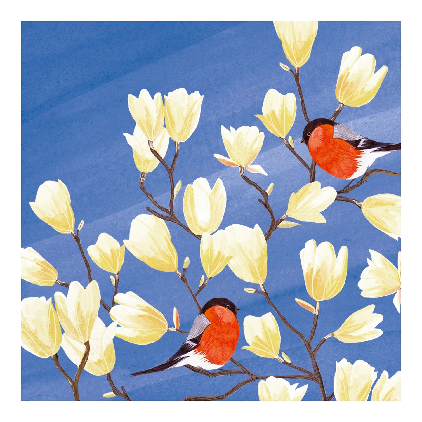 Richmond Park - two bullfinches in magnolia