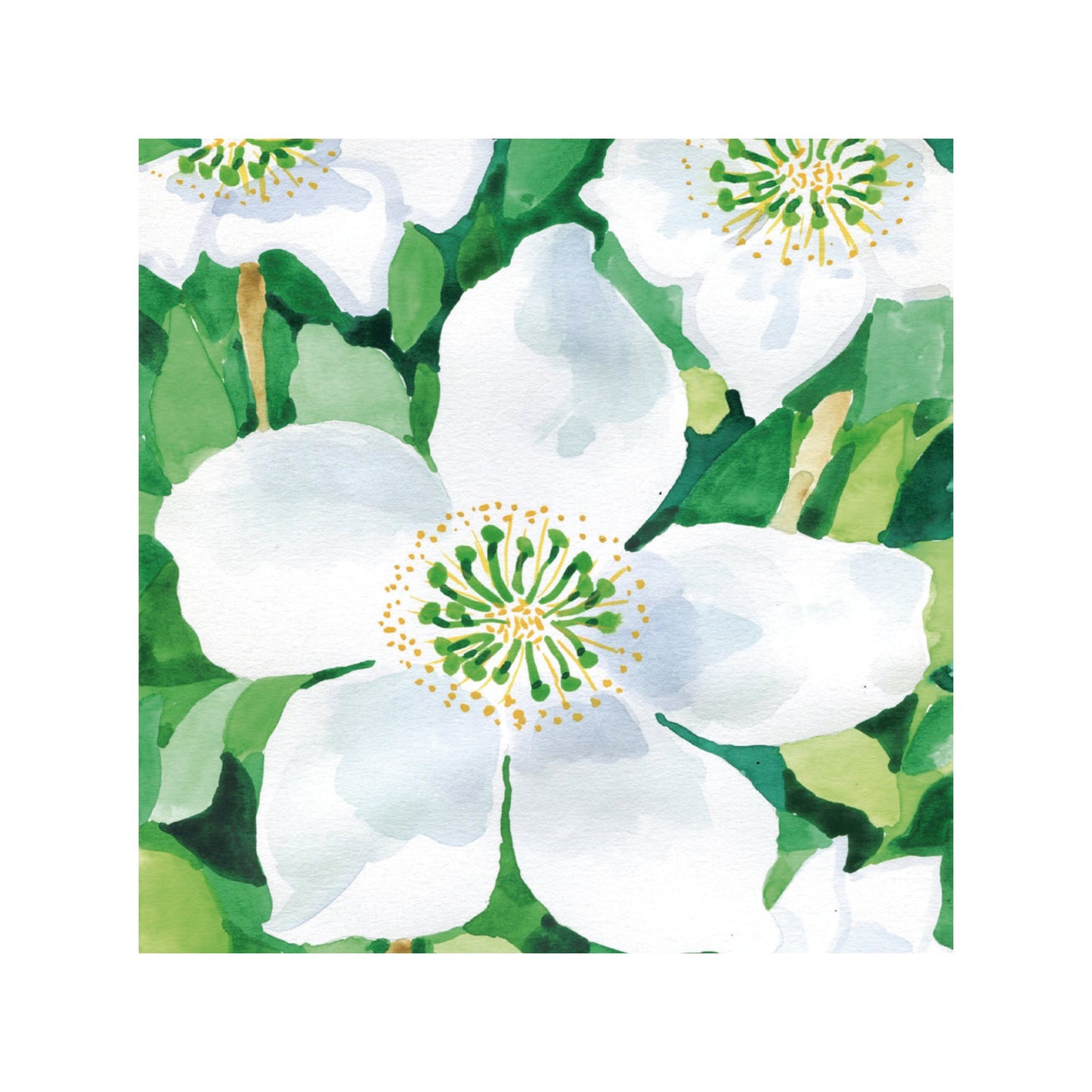 Summer Colours - Hellebores