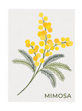 Floral Stamps - Mimosa