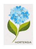 Timbres Fleurs - hortensia