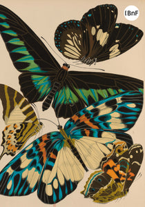 Petit Carnet - Papillons et compositions décoratives. Émile-Allain Séguy.