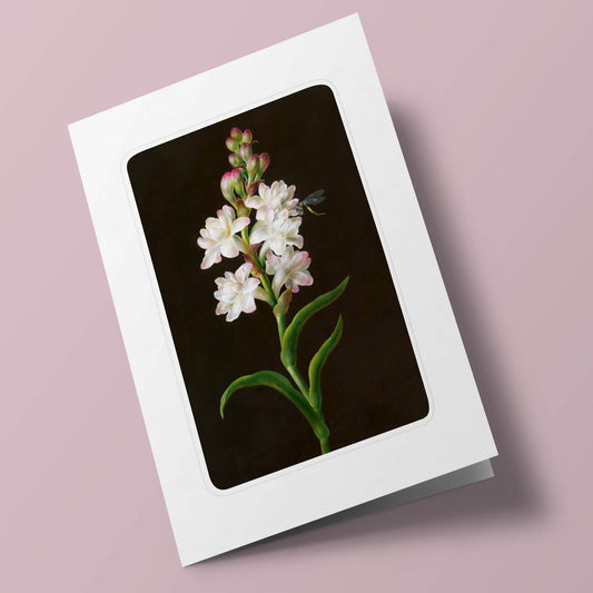 Florilège - Tubéreuse et libellule sur fond noir. Barbara Regina Dietzach. 17e siècle.