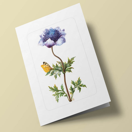 Florilège - Anémone à fleur double et papillon. Barbara Regina Dietzach. 17e siècle.