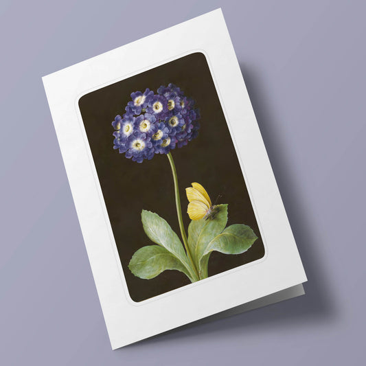 Florilège - Primevère bleue et papillon sur fond noir. Barbara Regina Dietzach. 17e siècle.
