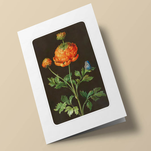 Florilège - Dahlia orange et papillon bleu sur fond noir. Barbara Regina Dietzach. 17e siècle.