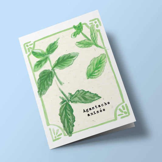 Graines en Liberté - Agastache Anisée