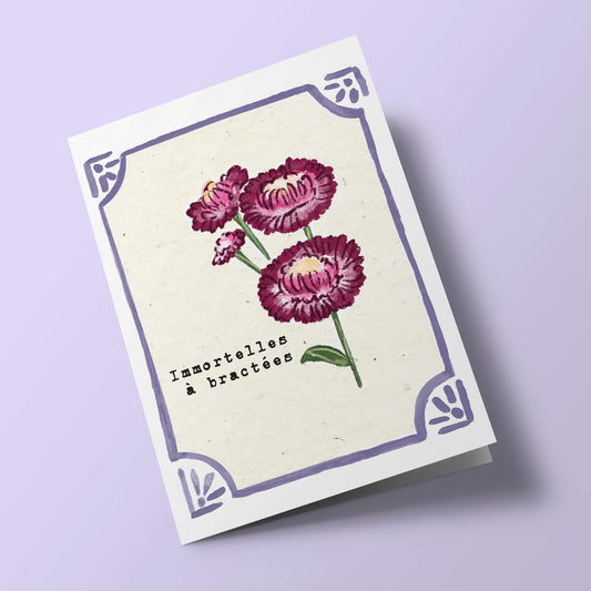 Graines en Liberté - Immortelles à bractées