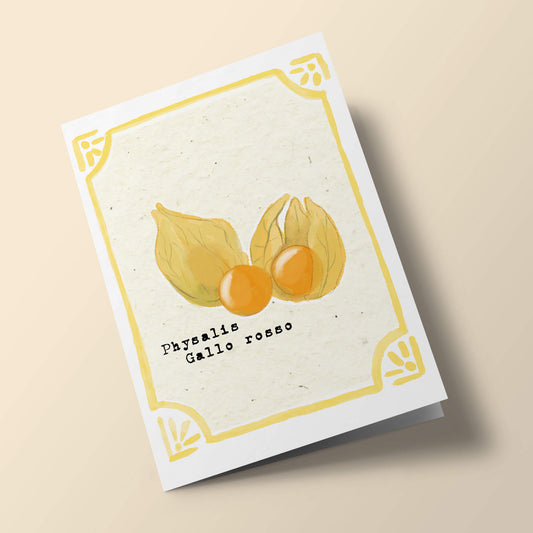 Graines en Liberté - Physalis gallo rosso