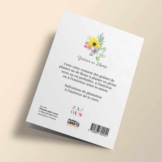 Graines en Liberté - Physalis gallo rosso