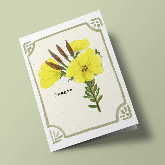 Graines en Liberté - Onagre bisannuelle