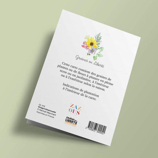 Graines en Liberté - Onagre bisannuelle