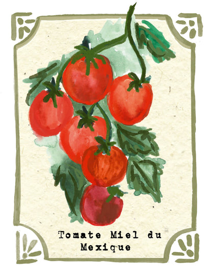 Graines en Liberté - Tomate Miel du Mexique