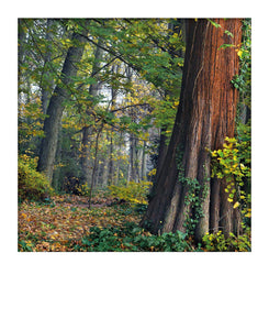 Carte polaroid - Parc de la Tête d'Or, Lyon