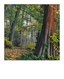 Carte polaroid - Parc de la Tête d'Or, Lyon
