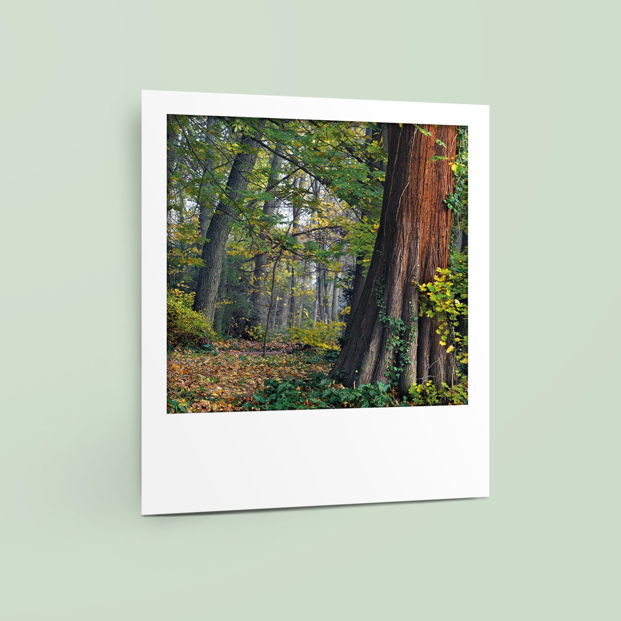 Carte polaroid - Parc de la Tête d'Or, Lyon
