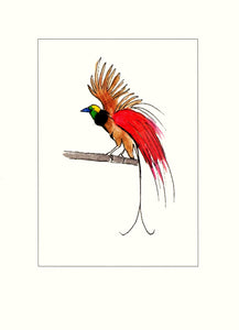Papersheep - Paradisier de Raggi (oiseau)