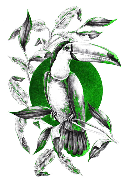 Flora Botanica - Toucan