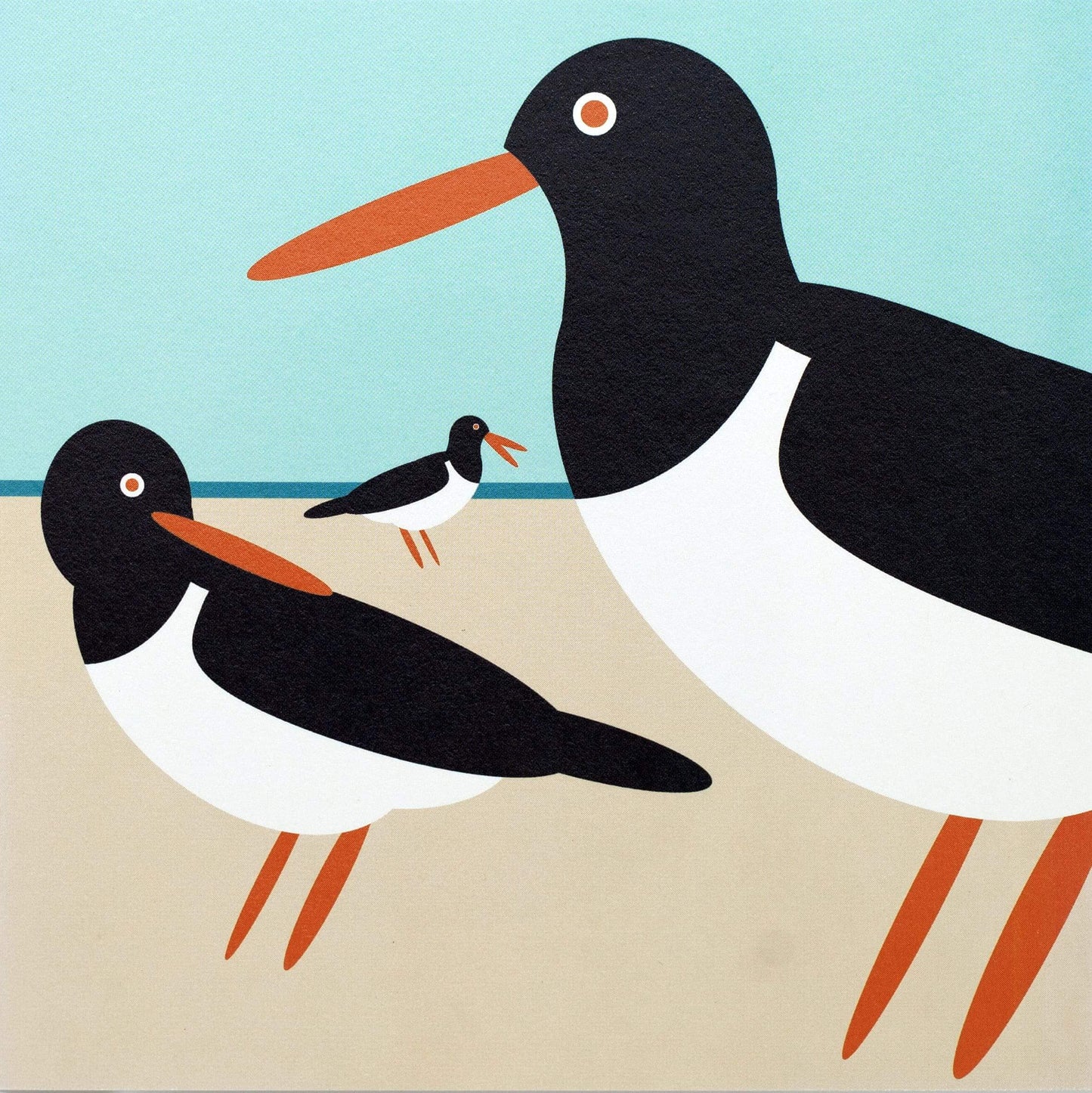 I like birds - Oiseaux huîtriers à la plage