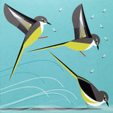 I like birds - Oiseaux bergeronnette