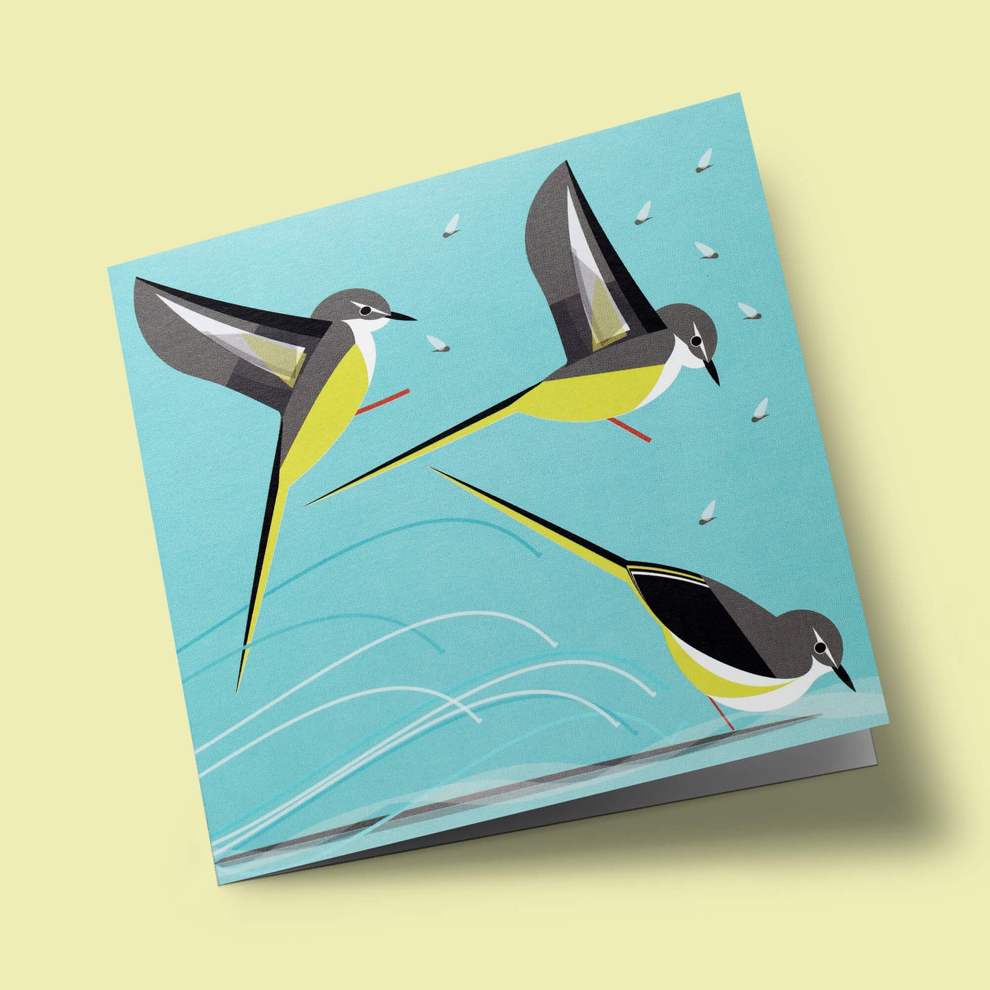 I like birds - Oiseaux bergeronnette