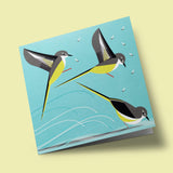 I like birds - Oiseaux bergeronnette