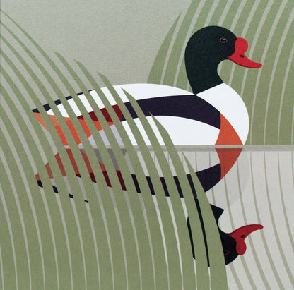 I like birds - Oiseau tadorne