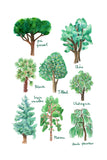 Histoire Naturelle - Arbres